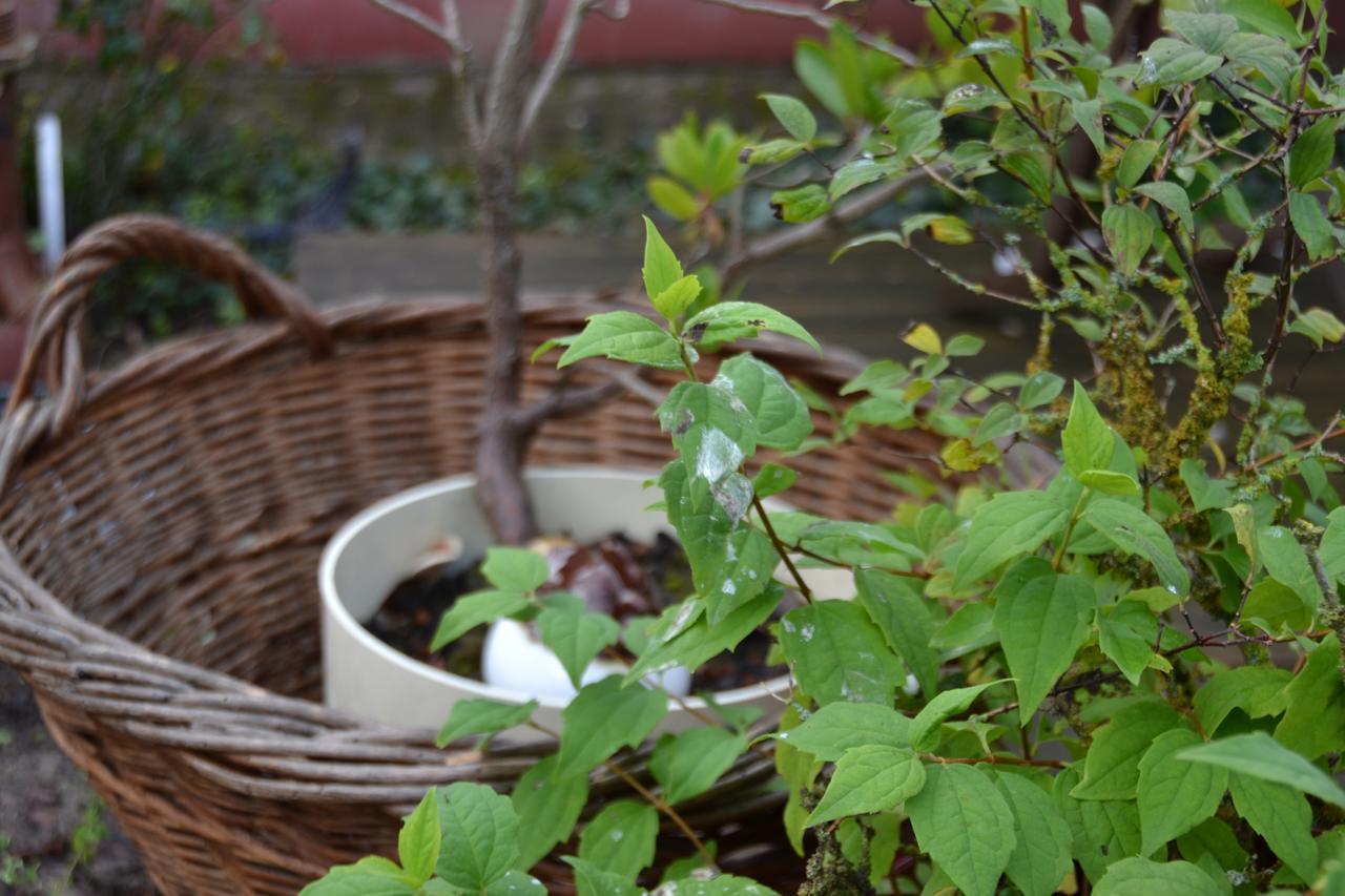 Le Jardin D Helant Hotel Ecquedecques Esterno foto